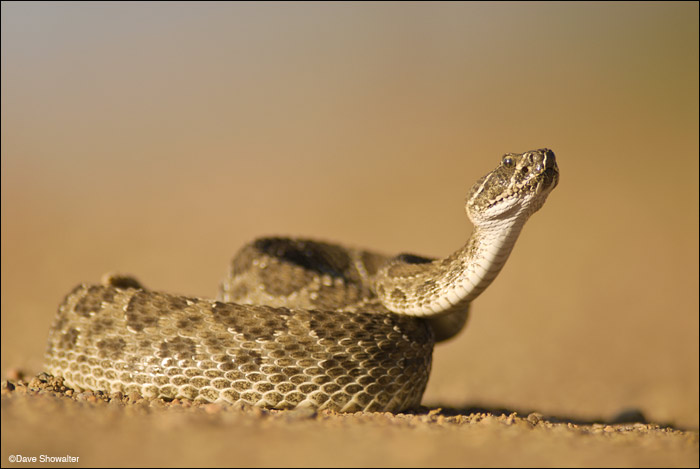 While working on the Prairie Thunder book, I came upon this coiled rattlesnake, who thankfully gave me plenty of warning. I amde...