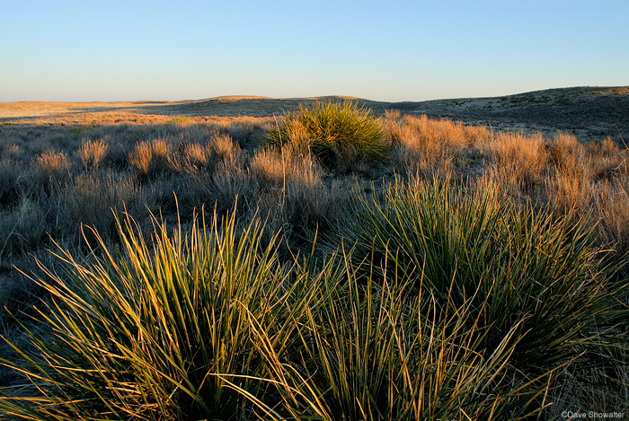 On a spring evening, the last warm sunset light grazes sandhills on a private ranch near Wray, Colorado. This area borders one...