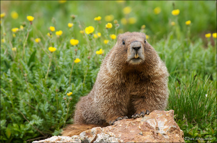 A curious yellow-bellied marmot is backed by a colorful field of cinquefoil in upper Yankee Boy Basin. I had a great time for...