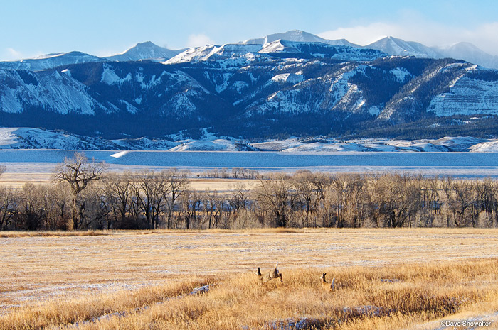 &nbsp;A pair of white-tailed deer bound across grassland against a backdrop of the mighty Absaroka Mountain Range. Odocoileus...