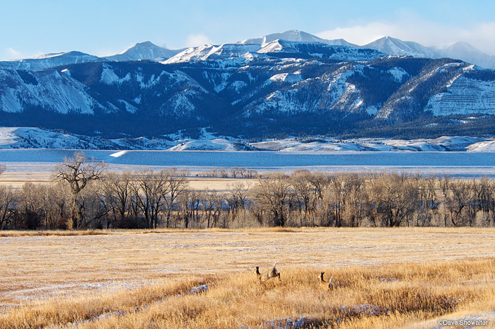 Absaroka White Tailed Deer Shoshone National Forest Wyoming