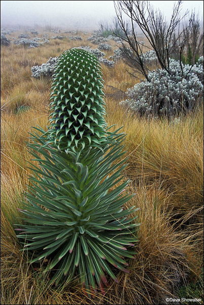 Giant Lobelia | Kilimanjaro National Park, Tanzania | Dave Showalter ...