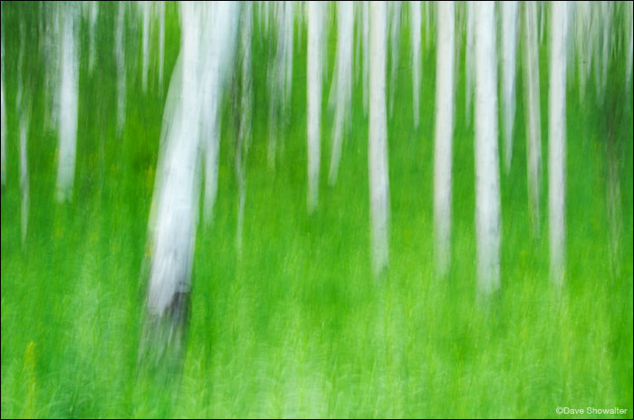 An impressionistic scene of aspen boles and summer grasses. &nbsp;The image was made by moving the camera during exposure - quite...