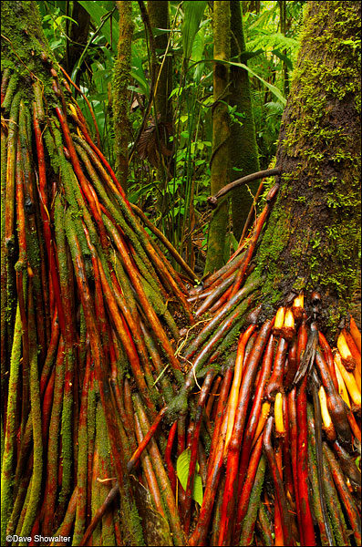 &nbsp;Rich colors in the lush rainforest at the base of Vulcan Arenal.