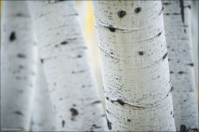 &nbsp;While photographing the limitless compositions in an aspen forest near Telluride, I chose a simple closeup view with a...