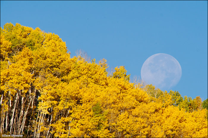 &nbsp;The October moon sets behind an autumn aspen forest near Telluride, almost looking like a ball rolling downhill. A 600mm...