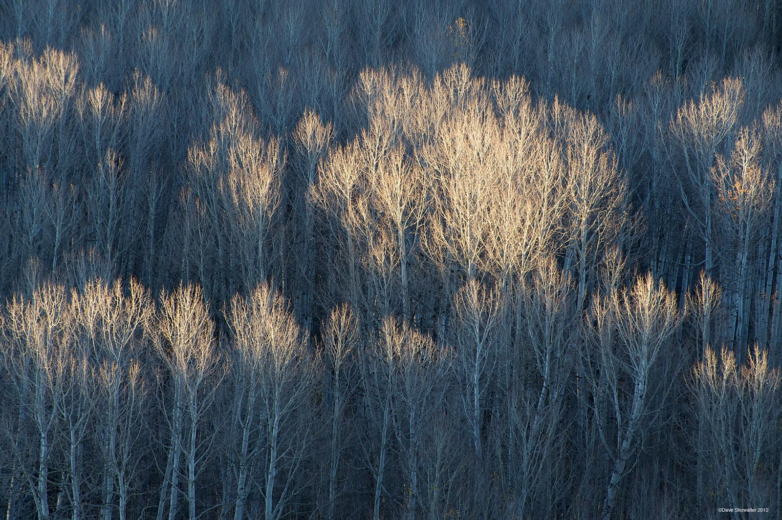 Still clinging to a few leaves, autumn aspen catch early morning light below Wilson Peak.&nbsp;