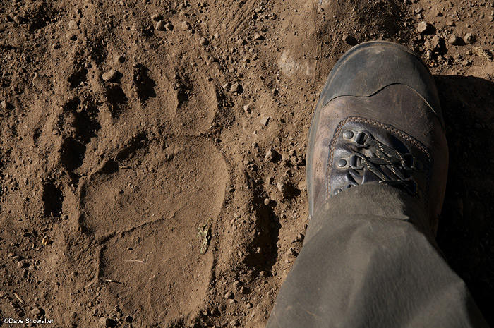 &nbsp;My size 11 boot adds scale to a large rear grizzly bear track on the Pahaska Trail, near Yellowstone's eastern border....