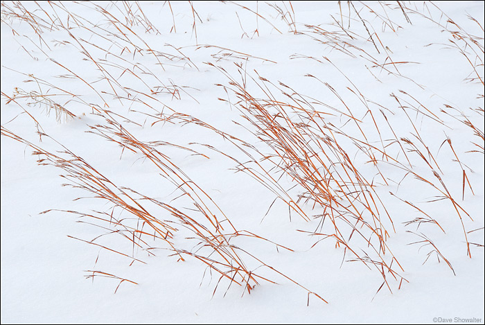 Big bluestem grasses, still red from autumn are contrasted against fresh snow along the Doudy Draw trail. &nbsp;