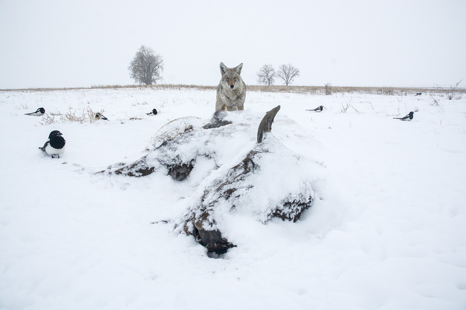 A coyote circled by magpies scavenges a bison carcass in winter. The carcass was visited by coyotes, magpies, bald eagles, starlings...