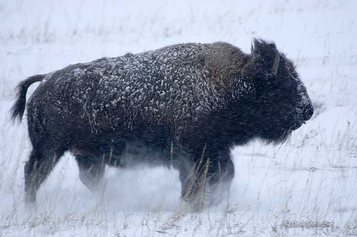 A young bull bison running in snow - after a prolonged drought, bison began chasing one another in a heavyweight game. I am convinced...