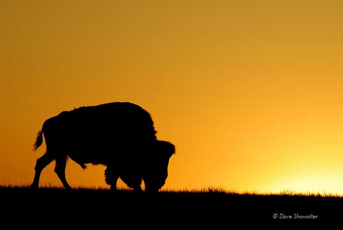 A massive bull bison makes a striking silhouette against the setting sun. Bison bison