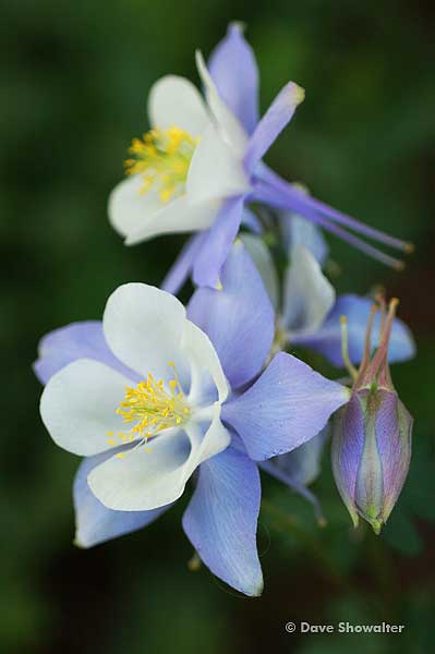 Blue columbine, Colorado's state flower near the trailhead to Mt. Huron.