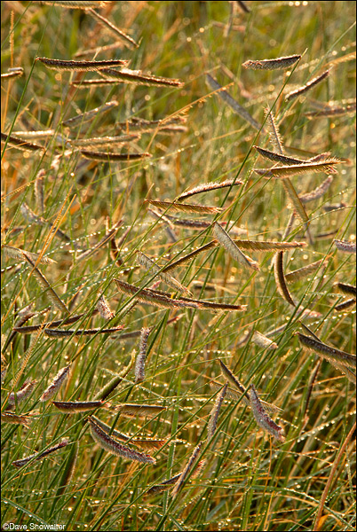 &nbsp;Native blue grama grass, heavy with late summer seed catched early morning light.