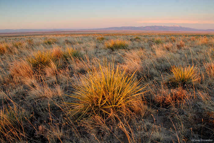 &nbsp;Warm sunrise light in late autumn highlights the texture of yucca and native blue grama grasses on The Nature Conservancy...