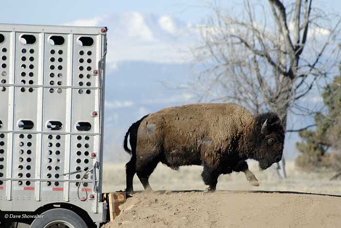 A bull American prairie bison charges from the trailer to his new home at Rocky Mountain Arsenal NWR. Wild bison were extirpated...