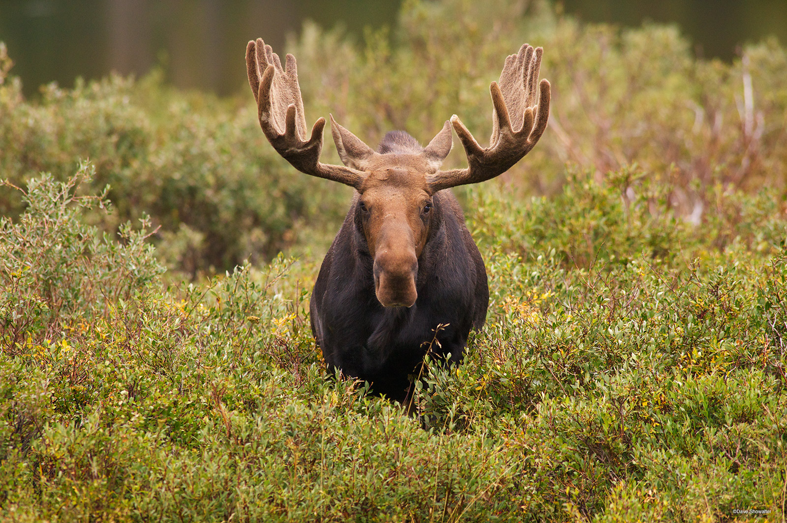 A massive bull moose in full late summer velvet feeds on willow in the Brainard Lake area. It was once rare to see moose on the...