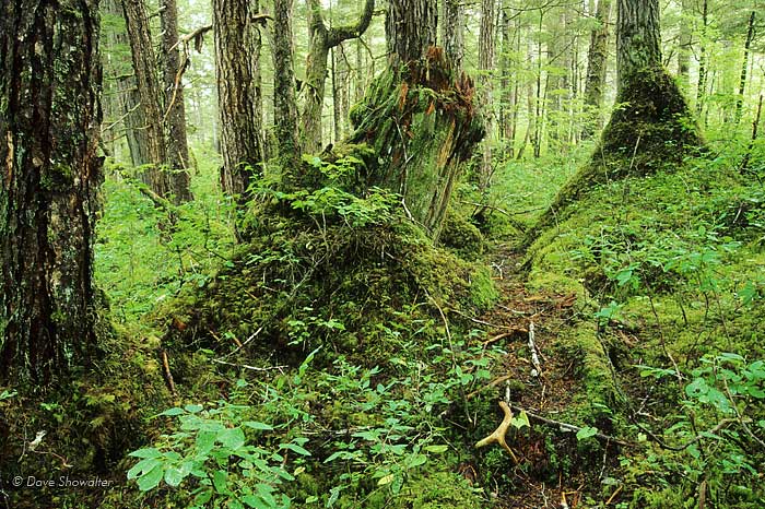 A game trail with sitka deer antlers leads into old growth forest on Chichigof Island in southeast Alaska.