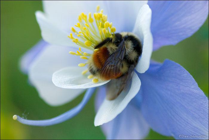 A bumblebee slumbers in a Colorado blue columbine blossom, reminding us of the small wonders in a massive landscape. American...