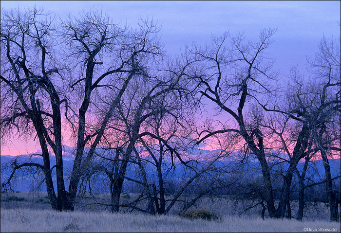 Silhouetted shapes of cottonwood trees against a pale winter sunset over the Front Range.&nbsp;