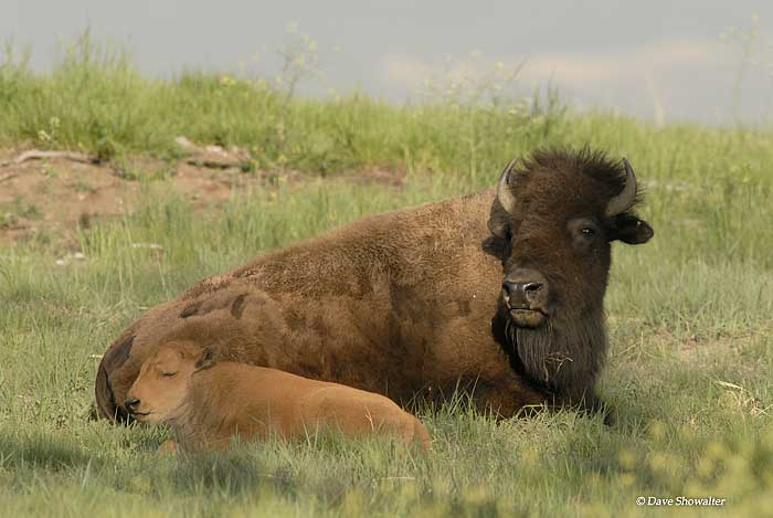 A bison cow rests with her three week old calf on a warm spring morning. &nbsp;Bos bison