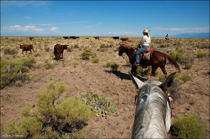 &nbsp;Danielle drives cattle to a new pasture on the Medano side of Zapata Ranch. The Nature Conservancy owns Zapata Ranch and...