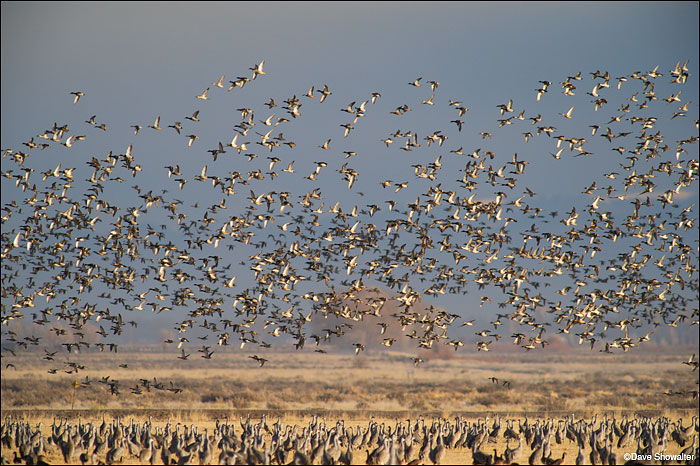 Several thousand ducks take flight as sandhill cranes observe. After things settled down a refuge volunteer explained that a...