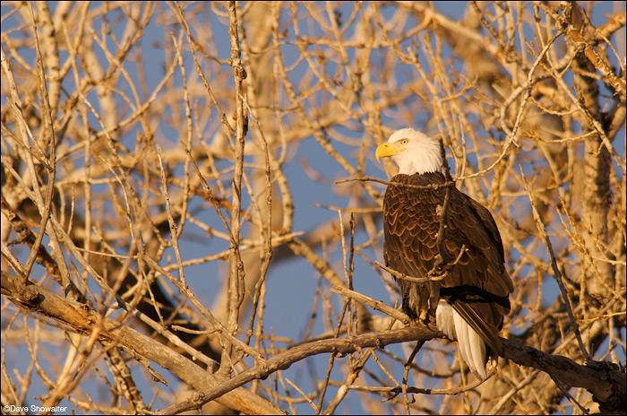 Bald eagles are frequently seen using the same perches day after day. A biologist friend told me that there's no respect for...
