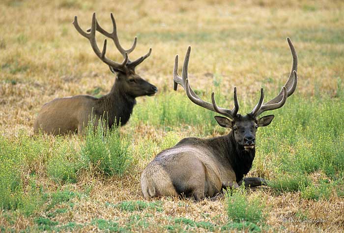 A pair of bull elk resting in the Kawuneeche Valley on the west side of the park.&nbsp;