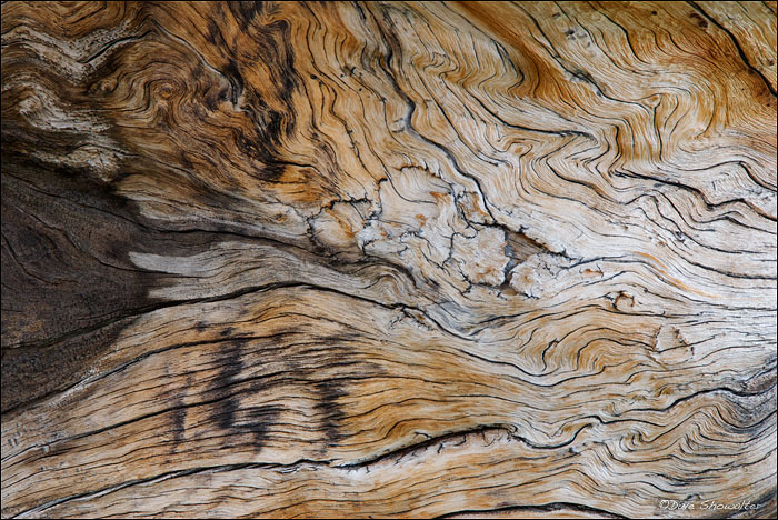A fallen pine shares its history in wood grain patterns.&nbsp;