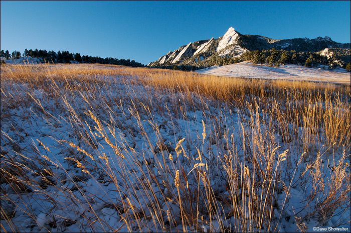 &nbsp;Native tall grass is painted gold by morning light below the Flatirons in Chautauqua Park meadow. The grassland along the...