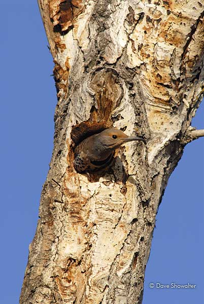 A red-shafted northern flicker peers from a tree cavity. Common members of the woodpecker family, flickers are cavity nesting...