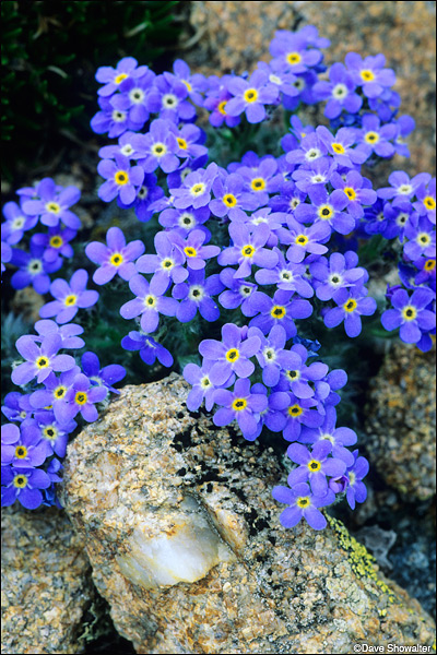 Alpine forget-me-not wildflowers on Arapaho Pass in the Indian Peaks Wilderness Area. These tiny wildflowers provide an interesting...