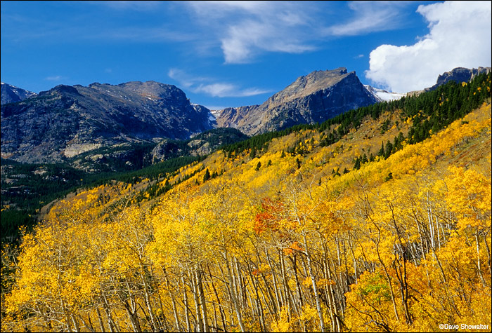 Hallet Peak, a RMNP icon, towers over a golden aspen forest in peak autumn foliage.&nbsp;