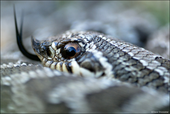 &nbsp;The Western hognose snake is native a Colorado shortgrass prairie native. Heterodon nasicus has markings similar to the...