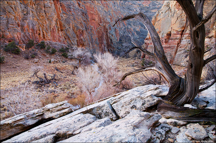 &nbsp;A juniper snag &quot;points&quot; to bare cottonwoods and red canyon walls in Escalante River Canyon. This image was made...
