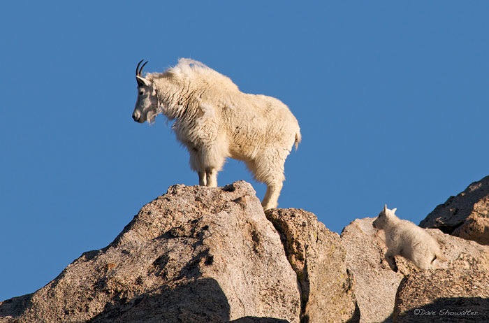 A young mountain goat shows his mountain skills by leaping to the same rock as his mom. This young goat is roughly a month old...