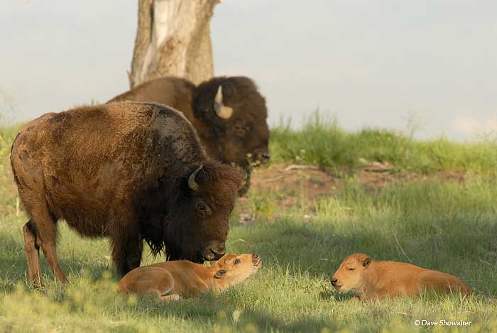 A bison cow licks her young calf on a warm May morning. Bos bison