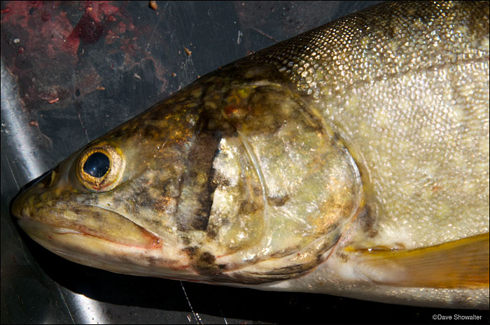 &nbsp;A closeup view of an invasive lake trout that was netted in Yellowstone Lake. The NPS is working with several NGO's to...