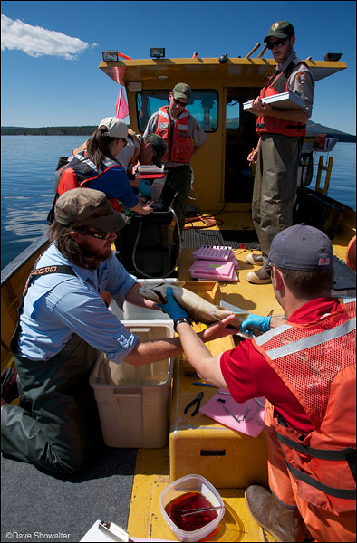&nbsp;The Sheepshead crew processes lake trout on Yellowstone Lake as part of the NPS lake trout removal project.