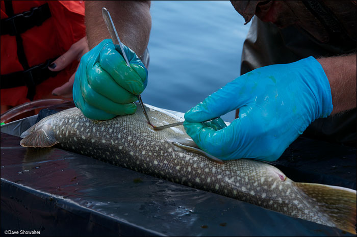 &nbsp;Brian Ertel of the NPS makes a precision cut in a lake trout before inbserting a transmitter. Yellowstone N.P. lake trout...