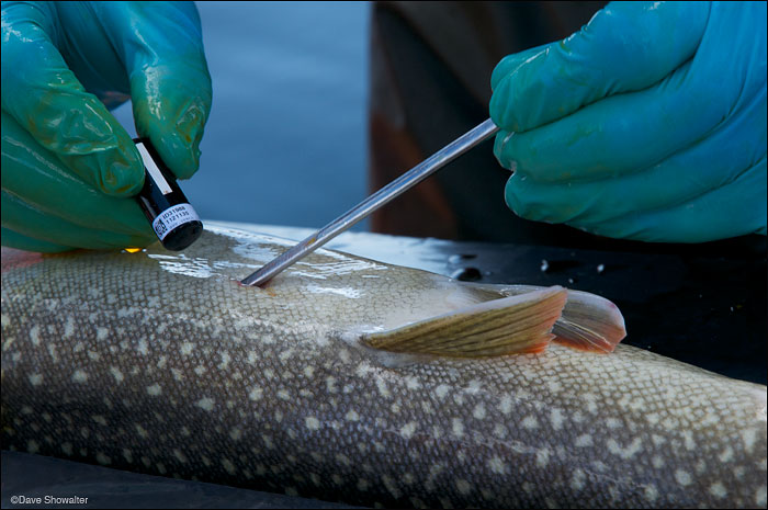 &nbsp;A transmitter in implzanted in a lake trout female. Yellowstone N. P. lake trout removal project on Yellowstone Lake.&nbsp...