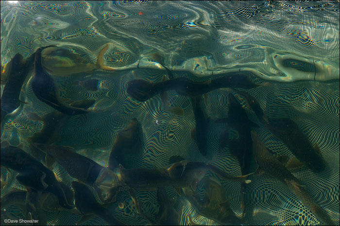 &nbsp;Lake trout await processing in a fish trap on the Sheepshead boat. Yellowstone N.P. lake trout removal project on Yellowstone...