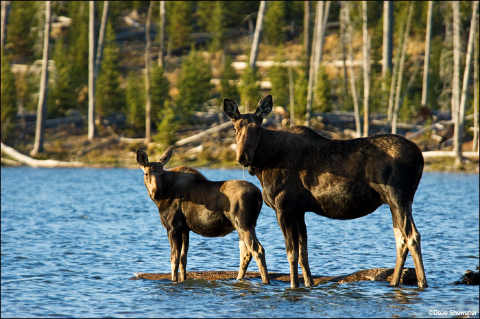 While camped on the shoreline of Heart Lake, this moose cow and calf wandered into our camp on their way to the lake. Other than...