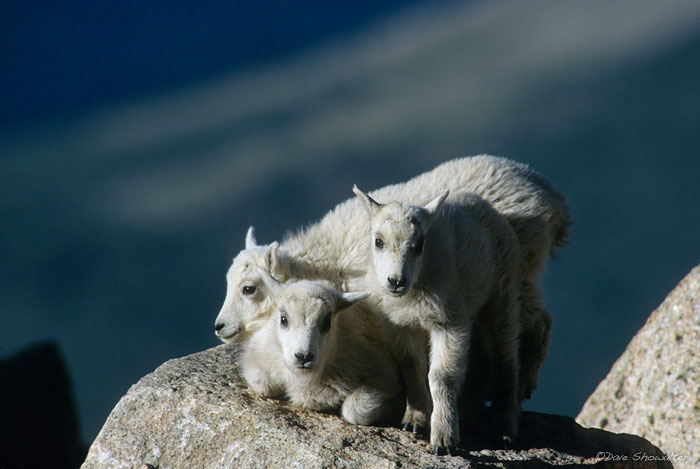 Playful mountain goat kids find their position on a rock in the vast Mount Evans Wilderness Area, CO. Mount Evans is known as...