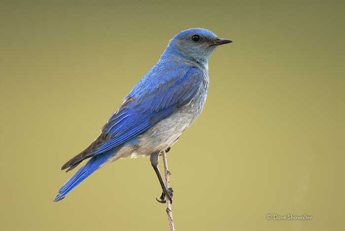 Mountain bluebirds use nesting boxes throughout the summer months. This male was a prolific hunter, making frequent trips to...