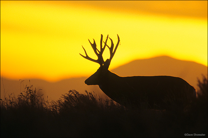 A mule deer buck is silhouetted against a colorful backdrop of sunset and the Front Range. Odocoileus hemionus