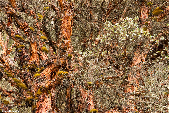 Quenal trees, an icon of Huascaran National Park, form interesting patterns.