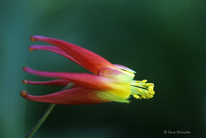 A blazing red columbine flower is perhaps the most beautiful of the Colorado wildflowers. What a juxtaposition in this rugged...