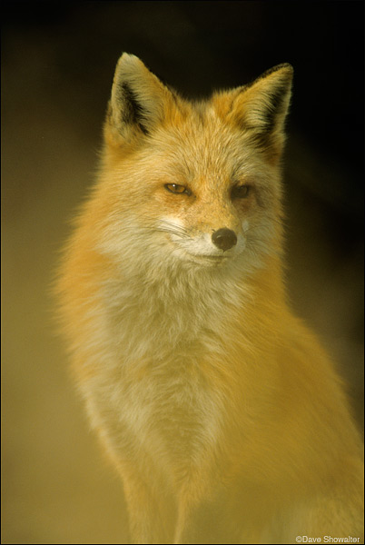 A red fox appears to pose as I photographed him through tall native grass. Wheat Ridge Greenbelt.